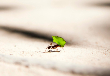 SophrocoachProfessionnel&reg;